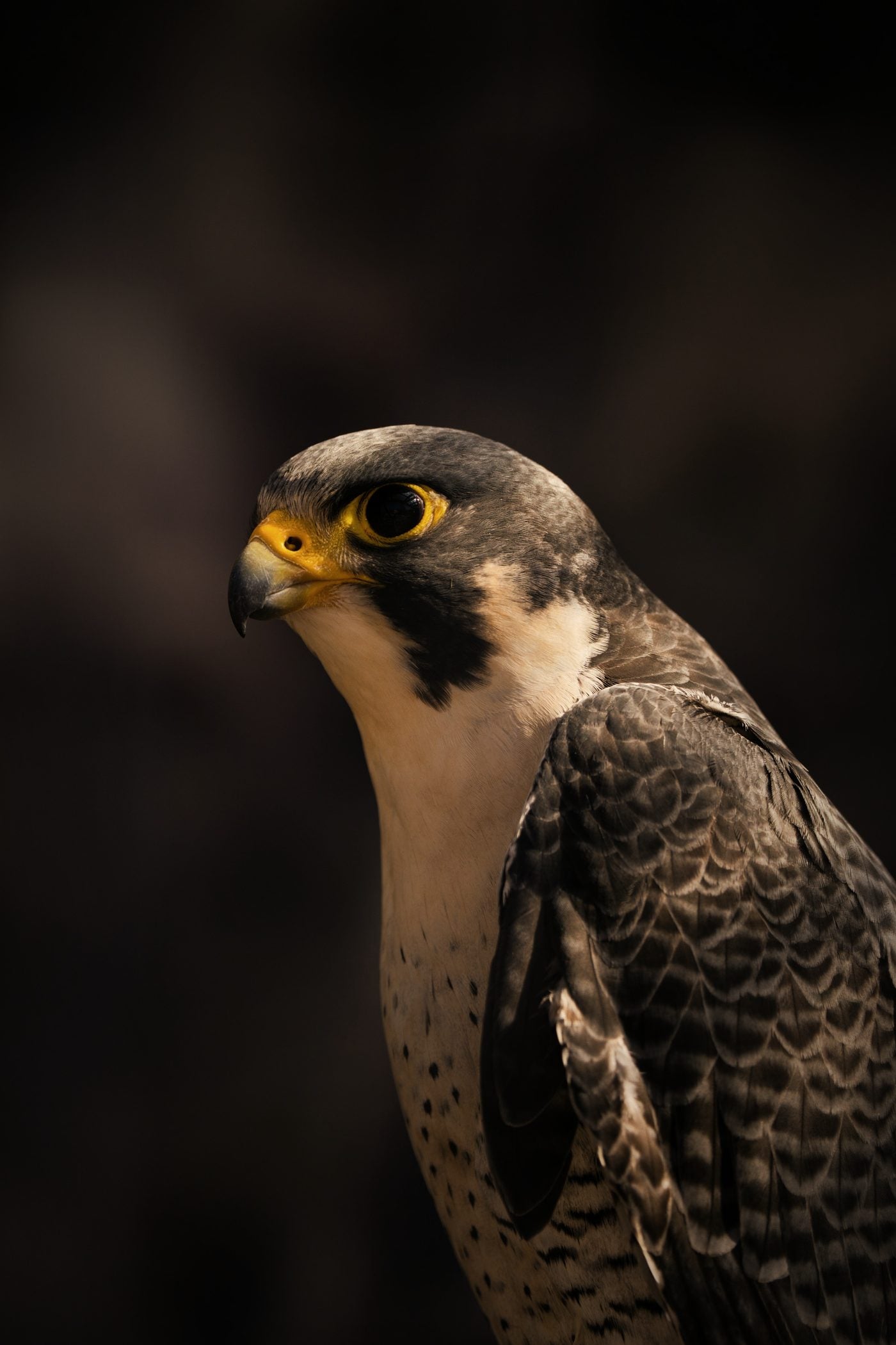 Halcón peregrino mirando al frente sobre fondo oscuro